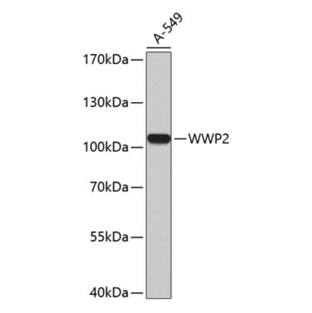 Western Blot - Anti-Wwp2 Antibody (A11535) - Antibodies.com