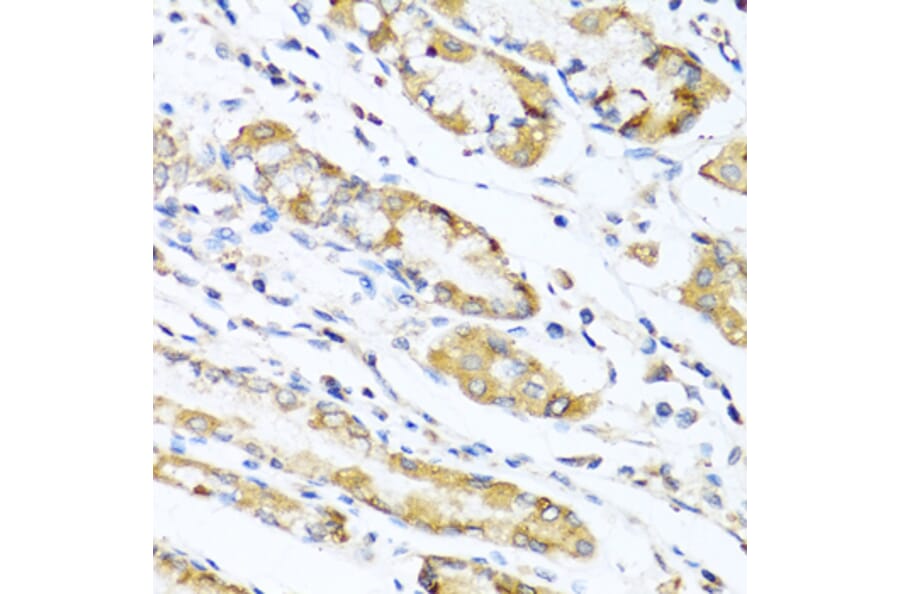 Immunohistochemistry - Anti-LYZ Antibody (A2503) - Antibodies.com