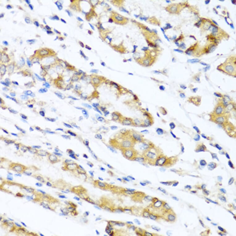 Immunohistochemistry - Anti-LYZ Antibody (A2503) - Antibodies.com