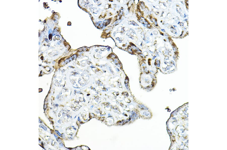 Immunohistochemistry - Anti-PRG2 Antibody (A11539) - Antibodies.com