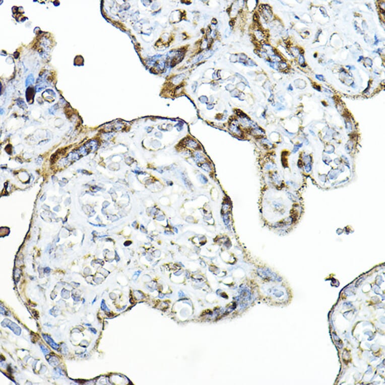 Immunohistochemistry - Anti-PRG2 Antibody (A11539) - Antibodies.com