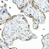 Immunohistochemistry - Anti-PRG2 Antibody (A11539) - Antibodies.com