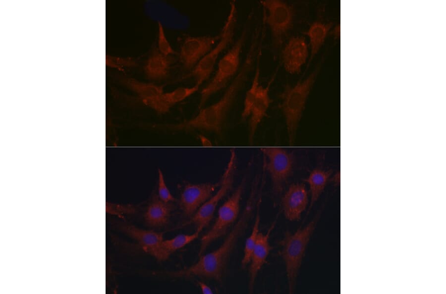 Immunofluorescence - Anti-PRG2 Antibody (A11539) - Antibodies.com