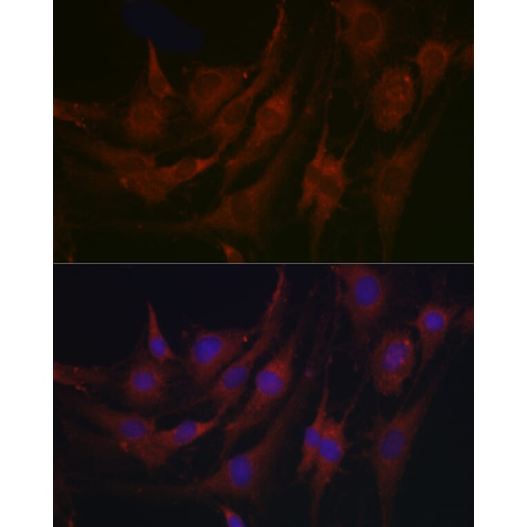 Immunofluorescence - Anti-PRG2 Antibody (A11539) - Antibodies.com