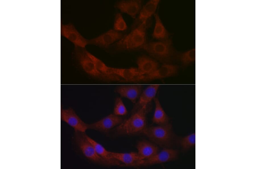 Immunofluorescence - Anti-PRG2 Antibody (A11539) - Antibodies.com