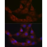 Immunofluorescence - Anti-PRG2 Antibody (A11539) - Antibodies.com