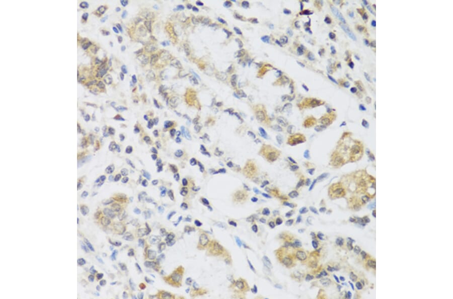 Immunohistochemistry - Anti-RETN Antibody (A2551) - Antibodies.com