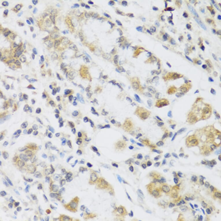 Immunohistochemistry - Anti-RETN Antibody (A2551) - Antibodies.com