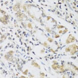 Immunohistochemistry - Anti-RETN Antibody (A2551) - Antibodies.com