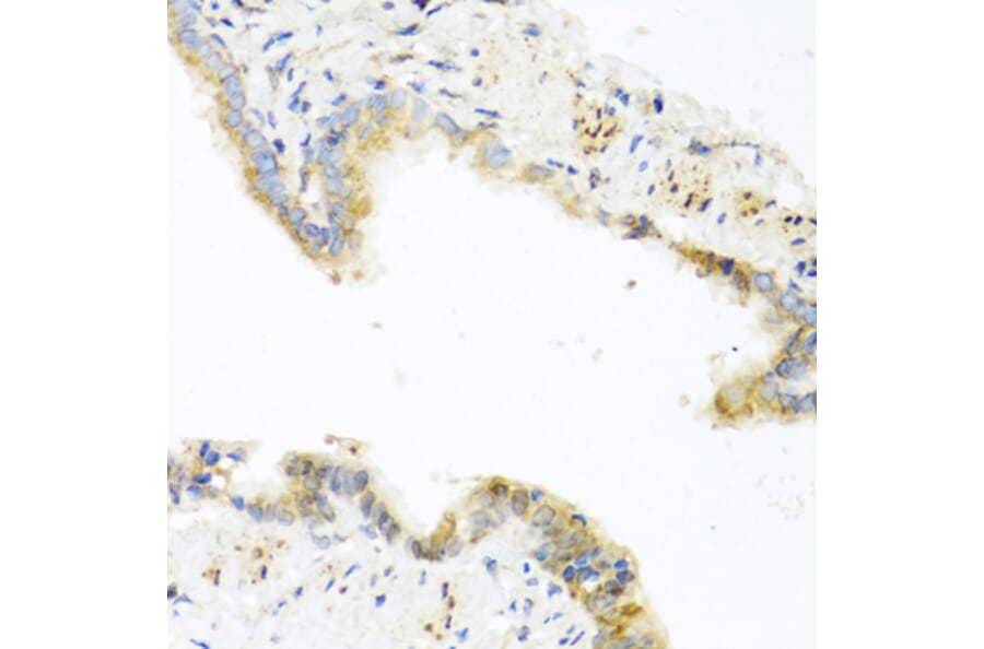 Immunohistochemistry - Anti-RETN Antibody (A2551) - Antibodies.com