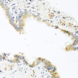 Immunohistochemistry - Anti-RETN Antibody (A2551) - Antibodies.com