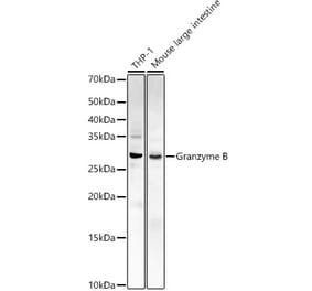 Western Blot - Anti-Granzyme B Antibody (A11541) - Antibodies.com