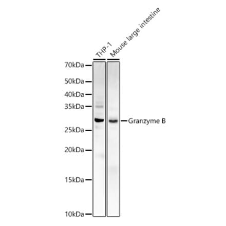 Western Blot - Anti-Granzyme B Antibody (A11541) - Antibodies.com