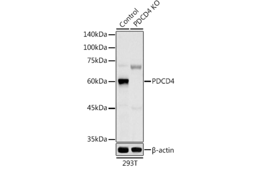 Western Blot - Anti-PDCD4 Antibody (A11542) - Antibodies.com