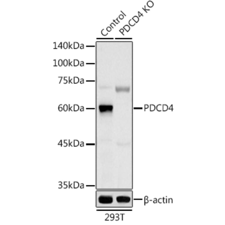 Western Blot - Anti-PDCD4 Antibody (A11542) - Antibodies.com