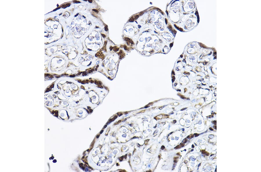 Immunohistochemistry - Anti-PDCD4 Antibody (A11542) - Antibodies.com