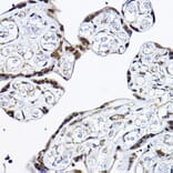 Immunohistochemistry - Anti-PDCD4 Antibody (A11542) - Antibodies.com
