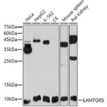 Western Blot - Anti-HBXIP Antibody (A11544) - Antibodies.com