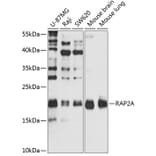 Western Blot - Anti-RAP2A Antibody (A2616) - Antibodies.com