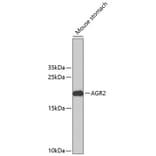 Western Blot - Anti-AGR2 Antibody (A2632) - Antibodies.com