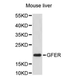 Western Blot - Anti-GFER Antibody (A2656) - Antibodies.com