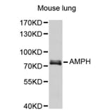 Western Blot - Anti-AMPH Antibody (A2657) - Antibodies.com