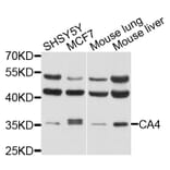 Western Blot - Anti-CA4 Antibody (A2677) - Antibodies.com