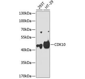 Western Blot - Anti-CDK10 Antibody (A11551) - Antibodies.com