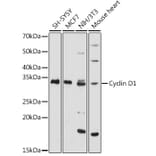 Western Blot - Anti-Cyclin D1 Antibody (A11552) - Antibodies.com