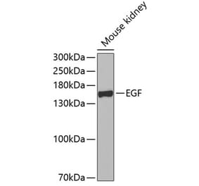 Western Blot - Anti-EGF Antibody (A11553) - Antibodies.com