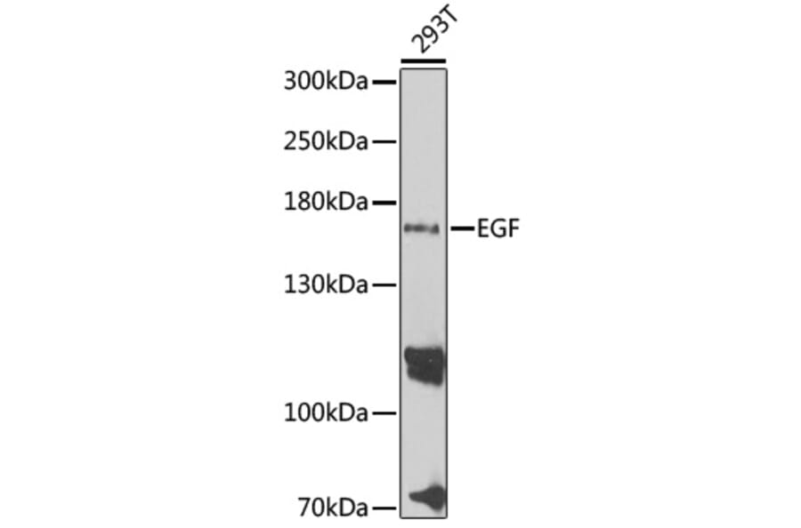 Western Blot - Anti-EGF Antibody (A11553) - Antibodies.com