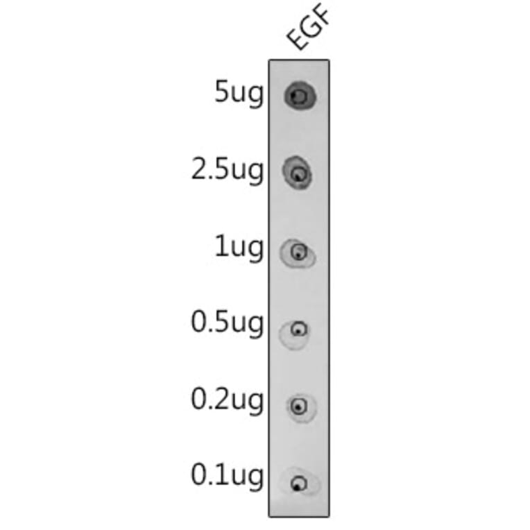 Dot Blot - Anti-EGF Antibody (A11553) - Antibodies.com