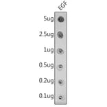 Dot Blot - Anti-EGF Antibody (A11553) - Antibodies.com