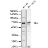 Western Blot - Anti-Elastin Antibody (A11554) - Antibodies.com