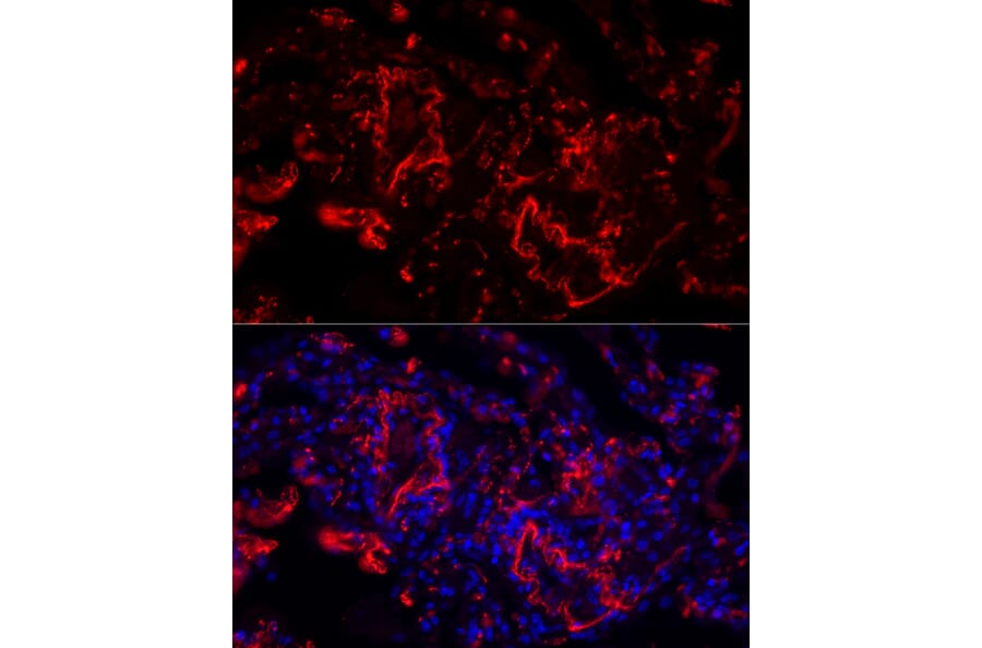 Immunofluorescence - Anti-Elastin Antibody (A11554) - Antibodies.com