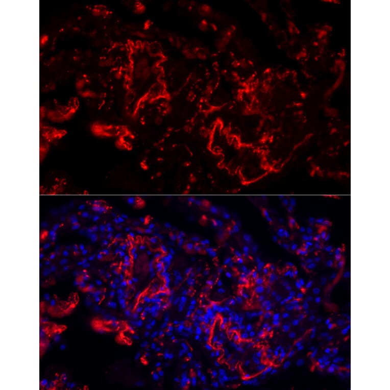 Immunofluorescence - Anti-Elastin Antibody (A11554) - Antibodies.com