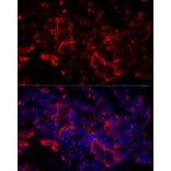 Immunofluorescence - Anti-Elastin Antibody (A11554) - Antibodies.com