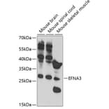 Western Blot - Anti-Ephrin A3 Antibody (A11555) - Antibodies.com
