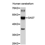 Western Blot - Anti-GAS7 Antibody (A2736) - Antibodies.com