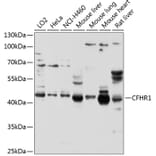 Western Blot - Anti-CFHR1 Antibody (A11557) - Antibodies.com