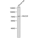 Western Blot - Anti-MUC20 Antibody (A2766) - Antibodies.com