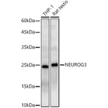 Western Blot - Anti-Neurogenin3/NGN-3 Antibody (A11561) - Antibodies.com