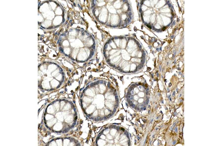 Immunohistochemistry - Anti-Neurogenin3/NGN-3 Antibody (A11561) - Antibodies.com