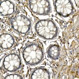 Immunohistochemistry - Anti-Neurogenin3/NGN-3 Antibody (A11561) - Antibodies.com