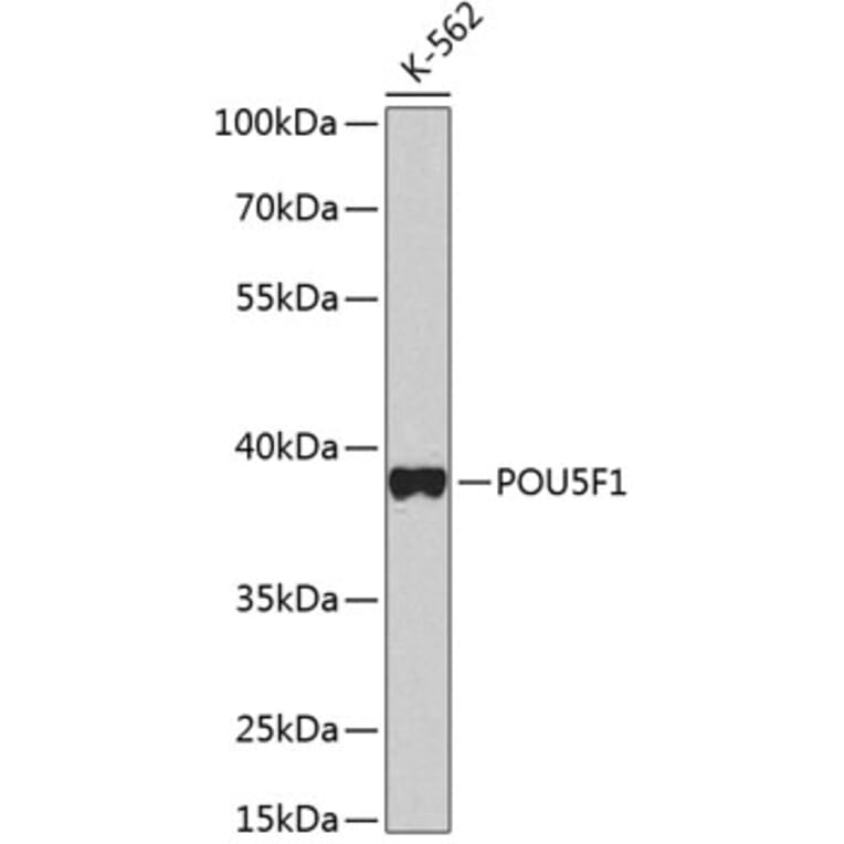 Western Blot - Anti-POU5F1 Antibody (A2777) - Antibodies.com