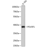Western Blot - Anti-POU5F1 Antibody (A2777) - Antibodies.com