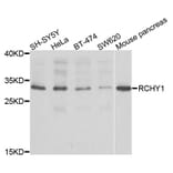 Western Blot - Anti-RCHY1 Antibody (A2789) - Antibodies.com