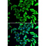 Immunofluorescence - Anti-VILIP1 Antibody (A11565) - Antibodies.com