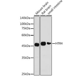 Western Blot - Anti-5HT4 Receptor Antibody (A11566) - Antibodies.com