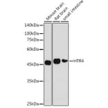 Western Blot - Anti-5HT4 Receptor Antibody (A11566) - Antibodies.com